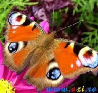 Fluture; e foarte colorat si frumos
