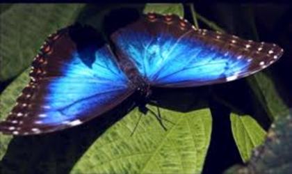 Fluture; arata ca un bec albastru culoarea aripilor
