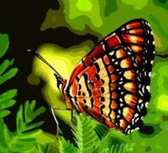 Fluture; culori calde
