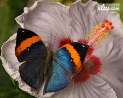 Fluture pe o floare - Fluturi uimitori