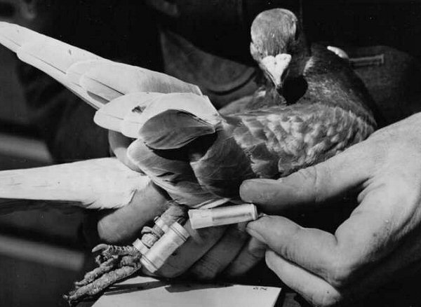 Homing-pigeons - ISTORIA Porumbeilor de Concurs