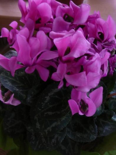 ianuarie 2011 cyclamen - Florile mele