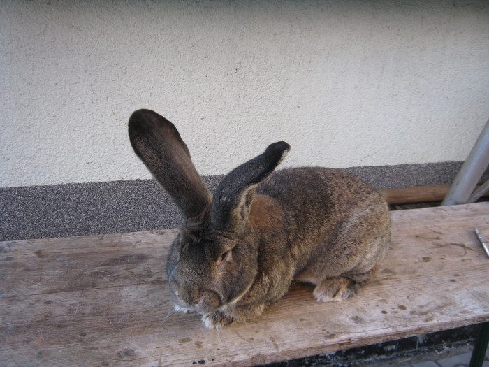 gata plec in Romania - Holl Norbert- bundes meister