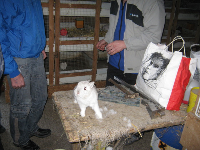 ne uitam si la iepuri pitici