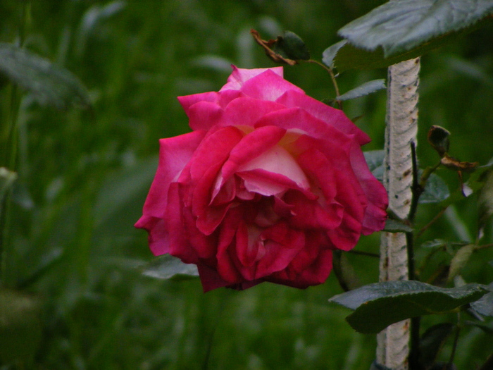 rose guajard(gaumo) - Gradina mea