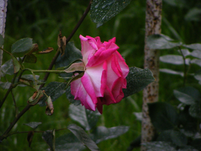 rose guajard(gaumo)
