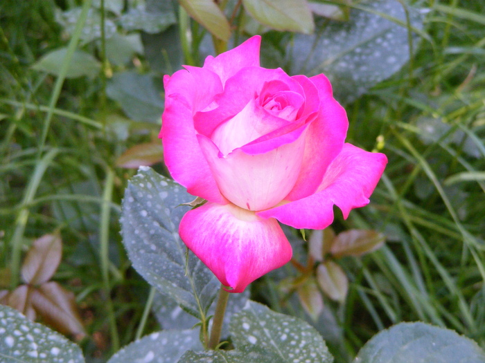 rose guajard(gaumo) - Gradina mea