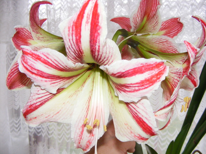 hippeastrum - Plantele mele