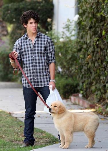 nick_jonas_with_his_new_puppy - nick jonas