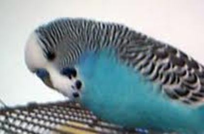 cocolina - papagali perus