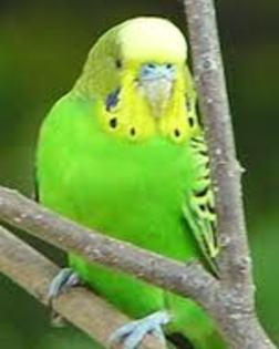images (16) - papagali perus