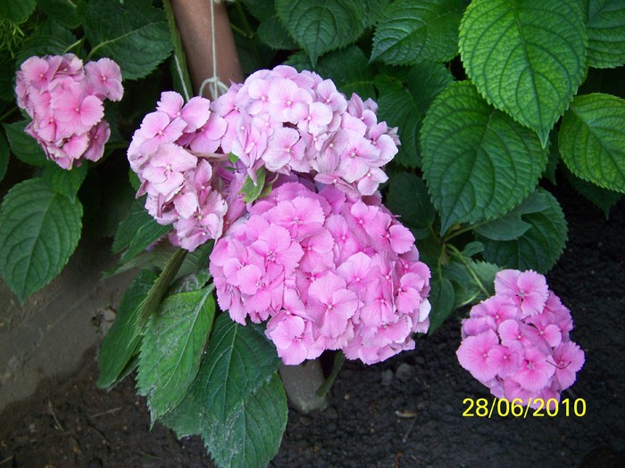 100_4019 - Dor de vara