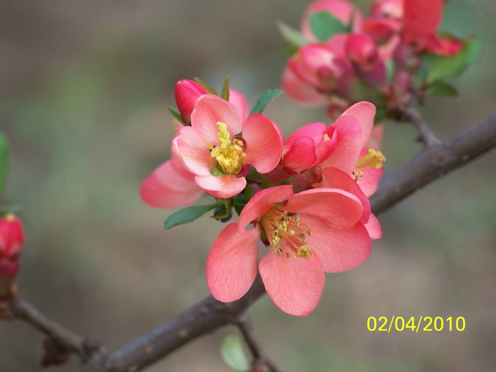 100_4053 - Dor de vara