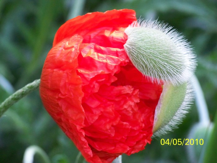 100_7049 - Dor de vara