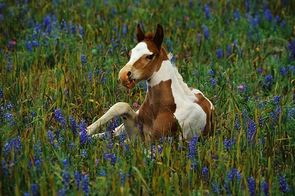 American_Paint_Horse_Lovers - pt deokman love