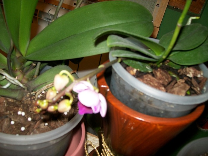 orhidee 01 002 - orhidee 2011