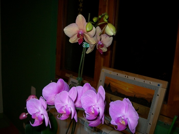 orhidee 01 001 - orhidee 2011