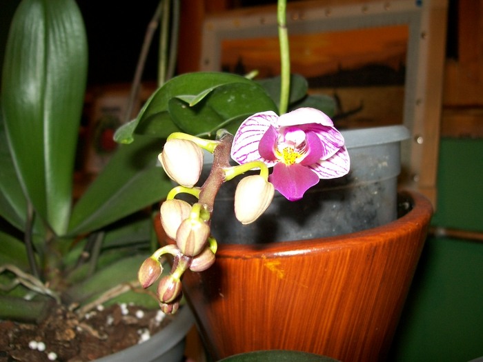 orhidee 01 004