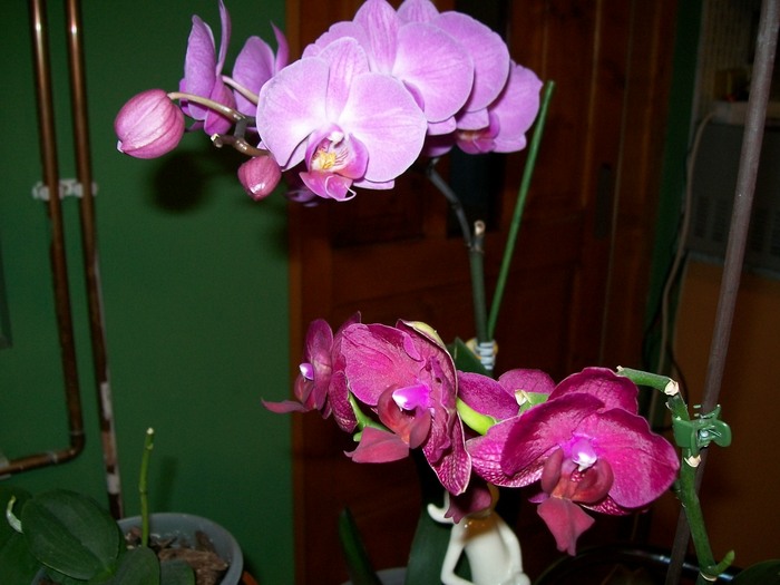 orhidee 01 008 - orhidee 2011