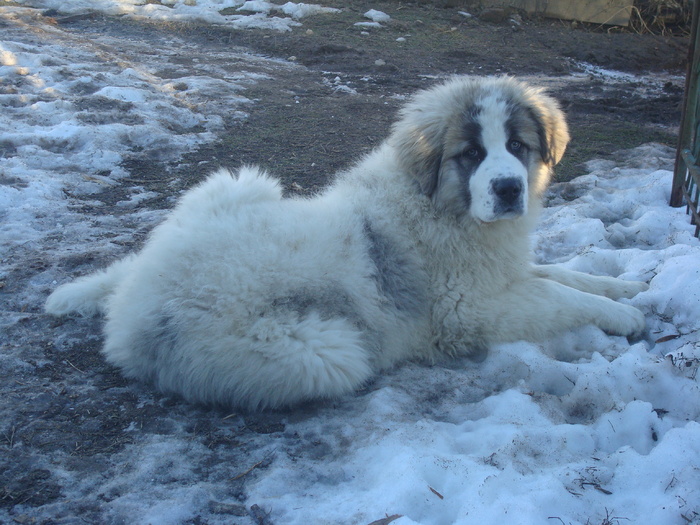 DSC01432; Braduta 3 luni
