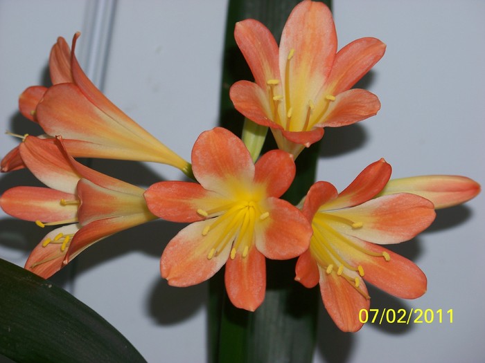 100_8542 - Clivia 2011