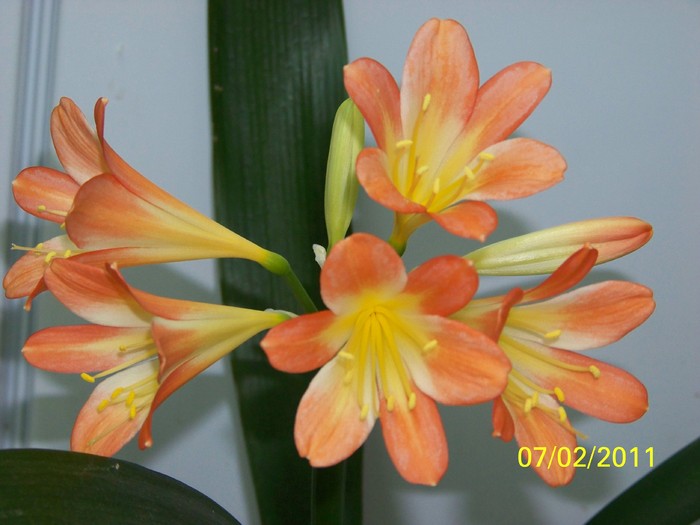 100_8544 - Clivia 2011