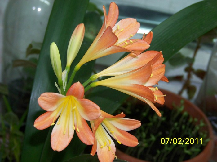 100_8545 - Clivia 2011