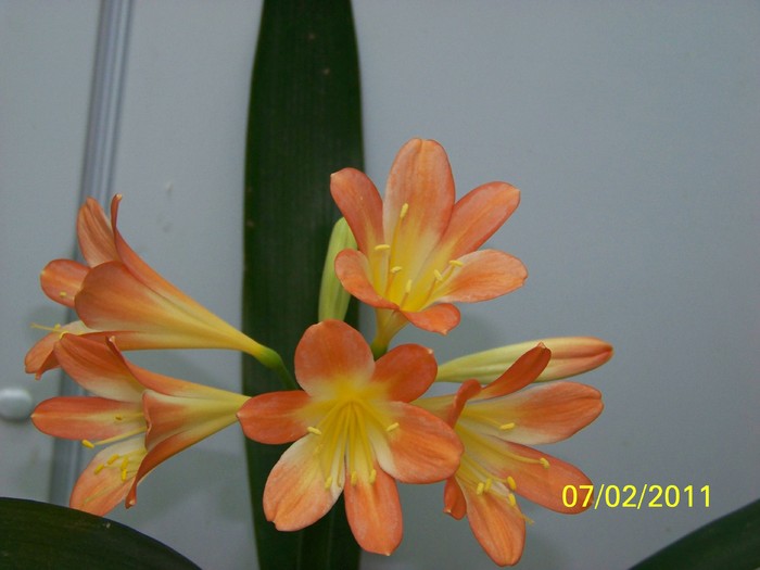 100_8549 - Clivia 2011