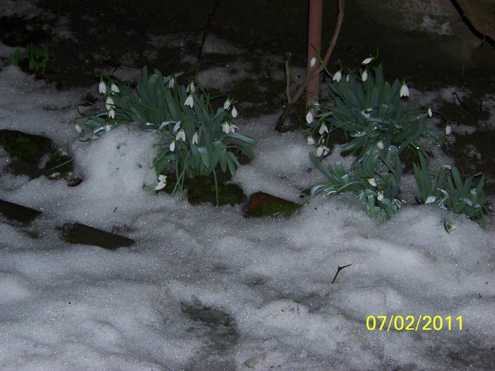 100_8551 - Ghiocei_  2010-2011