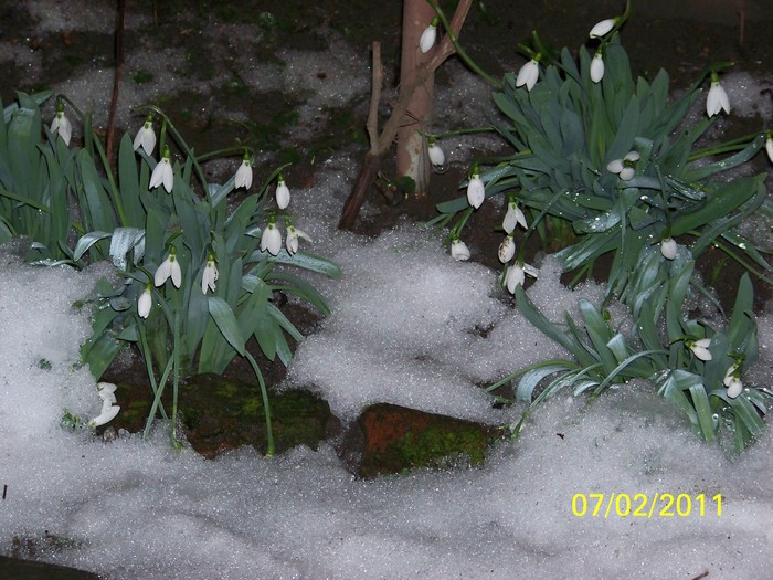 100_8552 - Ghiocei_  2010-2011