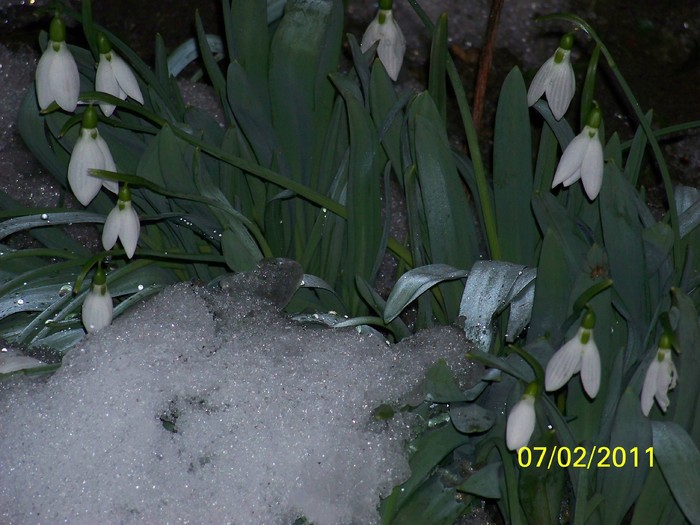 100_8554 - Ghiocei_  2010-2011