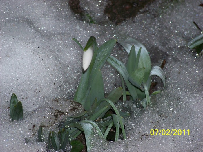 100_8555 - Ghiocei_  2010-2011