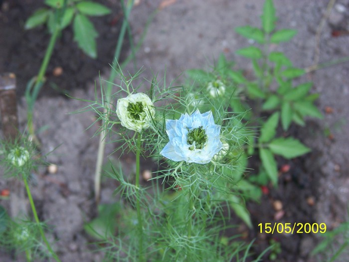 100_1826 - Nigella Damascena