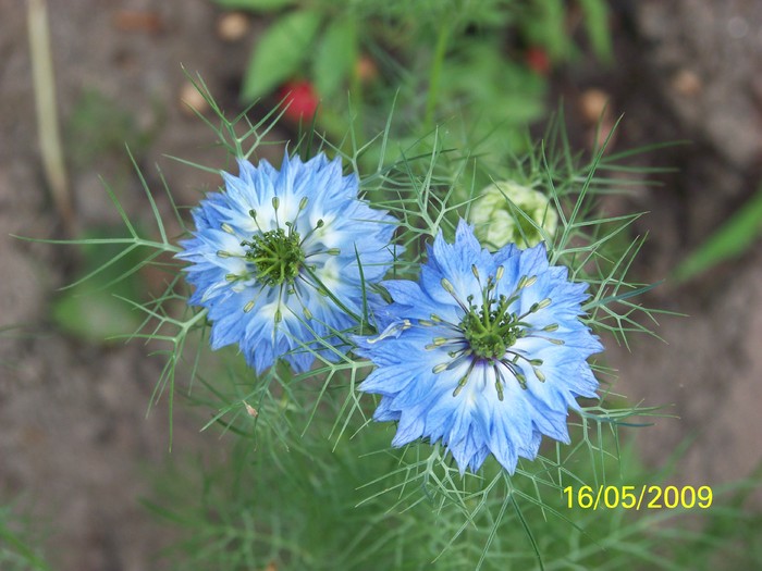 100_1879 - Nigella Damascena