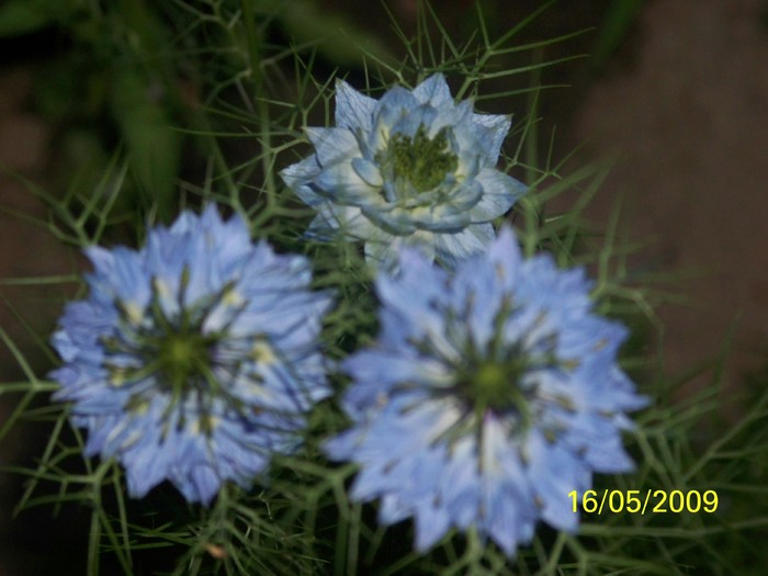 100_1896 - Nigella Damascena