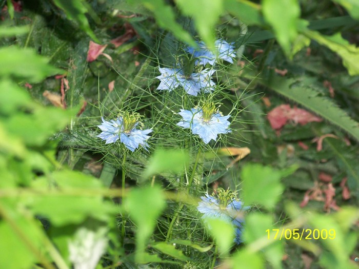 100_1954 - Nigella Damascena