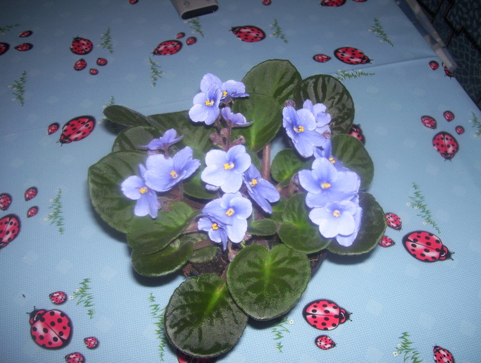 Picture 220 - violete