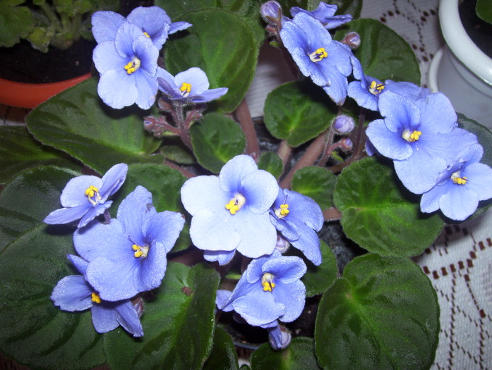 Picture 224 - violete