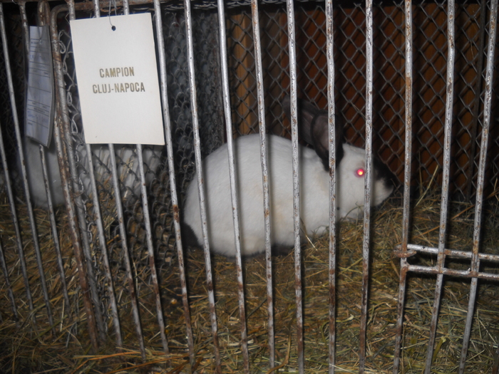 DSCN8177 - EXPO CLUJ 2011