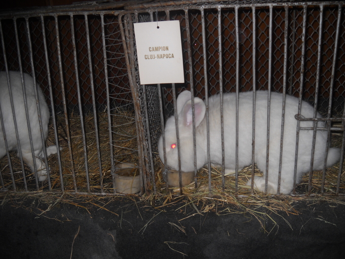 CRESCATOR POP DAN - EXPO CLUJ 2011