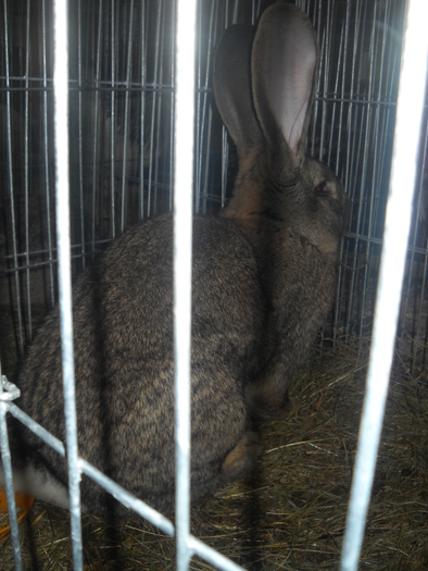 DSCN8184 - EXPO CLUJ 2011