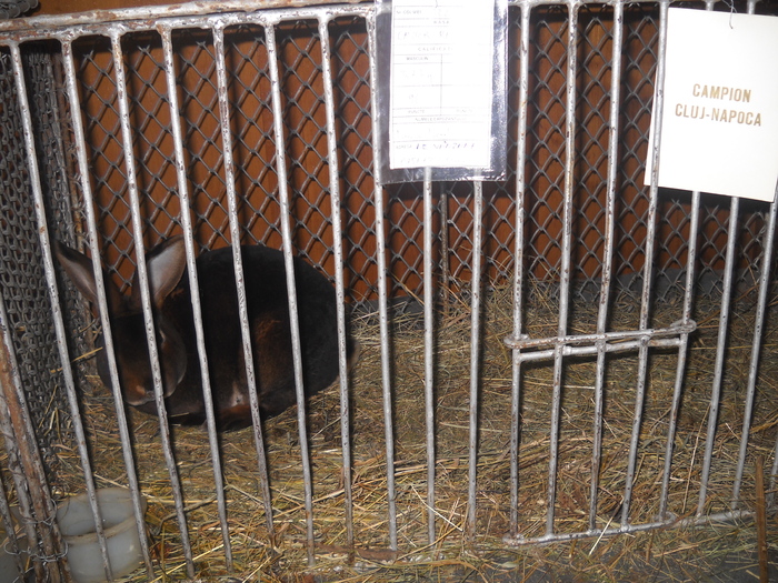 DSCN8191 - EXPO CLUJ 2011