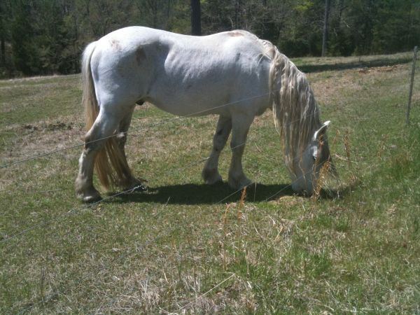 329582_1 - CAI percheron