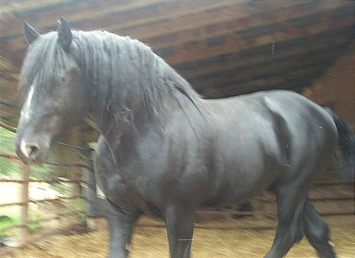 105120044TPcRby_ph - CAI percheron