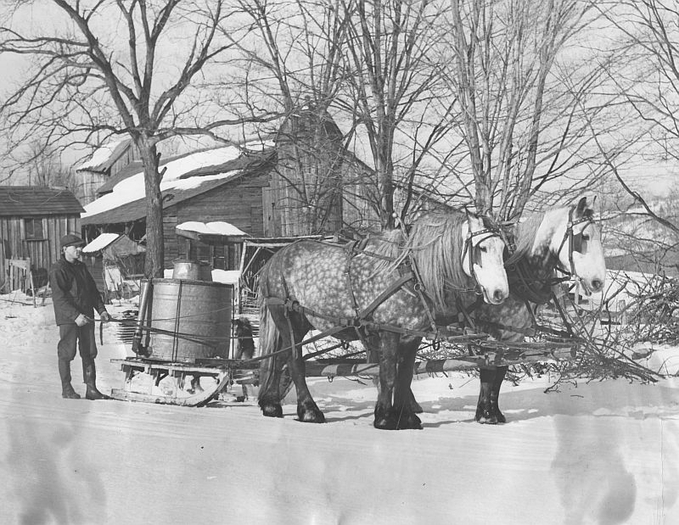 04070127800 - CAI percheron