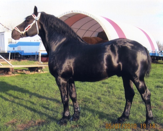 big-horse002 - CAI percheron