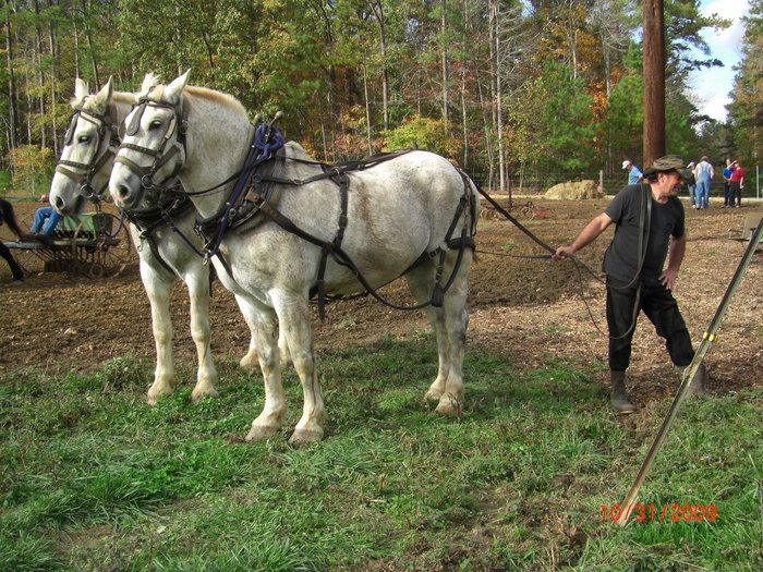 CIMG2731 - CAI percheron