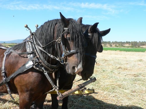 HorseCloseup - CAI percheron