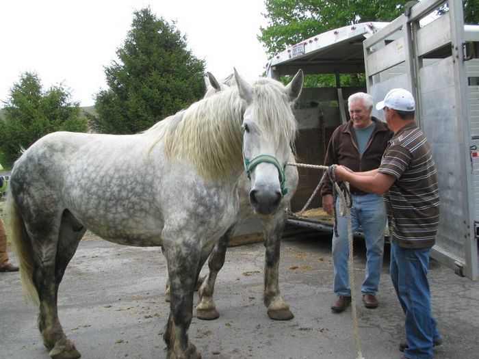 horses 019 - CAI percheron