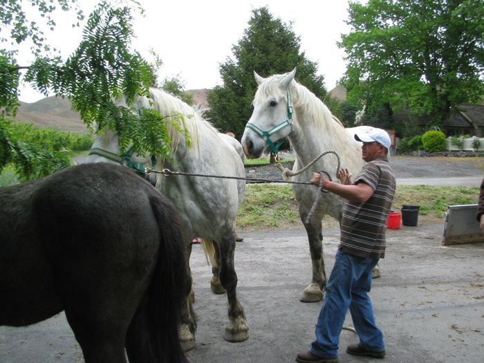 horses 023 - CAI percheron